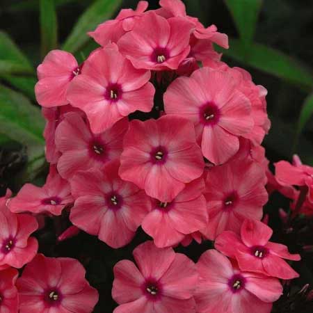 Coral Phlox Flower Coral Phlox Flower