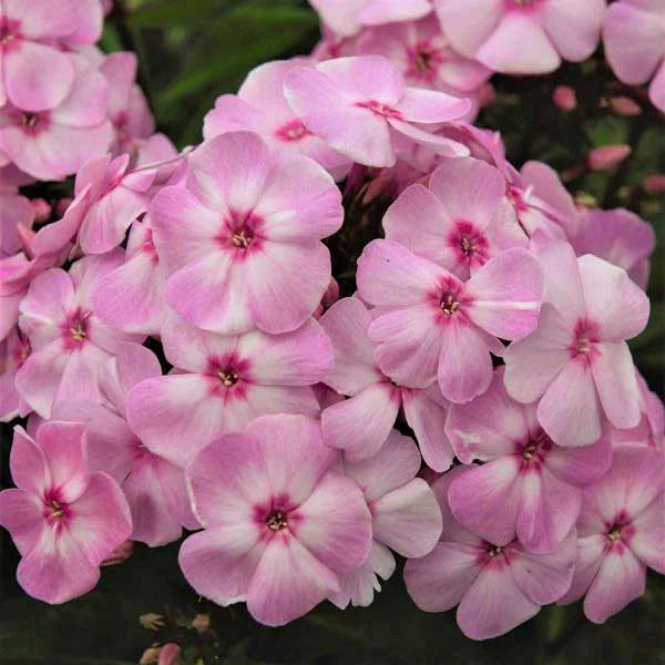 Cotton Candy Phlox Flower Cotton Candy Phlox Flower
