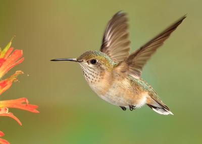 dainty calliope hummingbird love the cold mountains dainty calliope hummingbird love the cold mountains