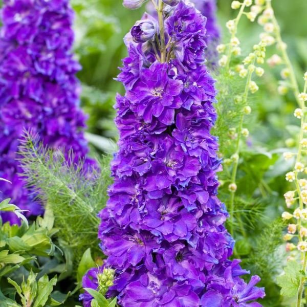 Delphinium