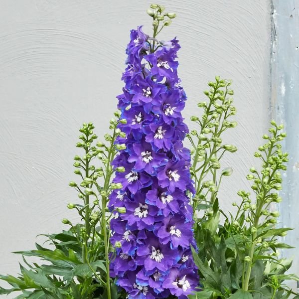 Glitzy Delphinium