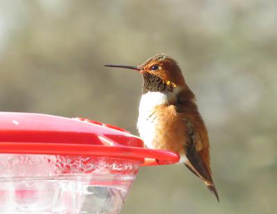 Male Rufous Hummer