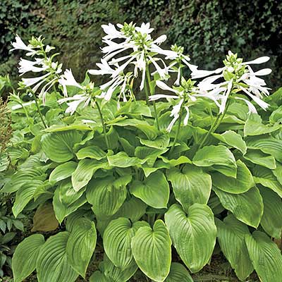 Hostas For Hummingbirds How To Plant The Honeybells Hosta Each Year You Will Look Forward To Tremendous Display Of Huge Honey Sweet Flowers From Mid Late Summer On 4 Stems