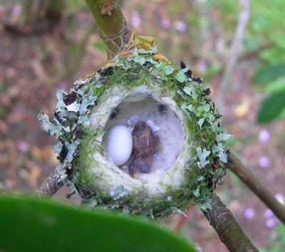 one babe 1 day hatched 