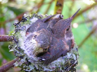 babes  at 20 days hatched before they leave nest 