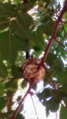 Hummingbird nest