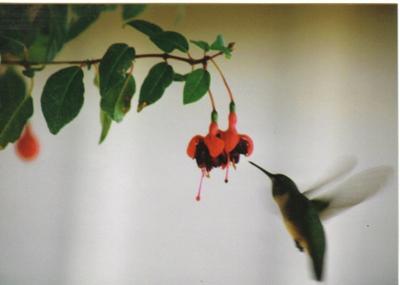I love hummingbirds