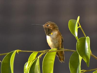 Allen Hummingbird