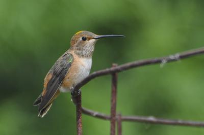 Resting on the tomato cage