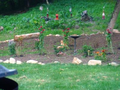 My Hummingbird Garden