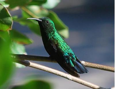 Hummingbird looking at me