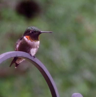 Ruby Throat