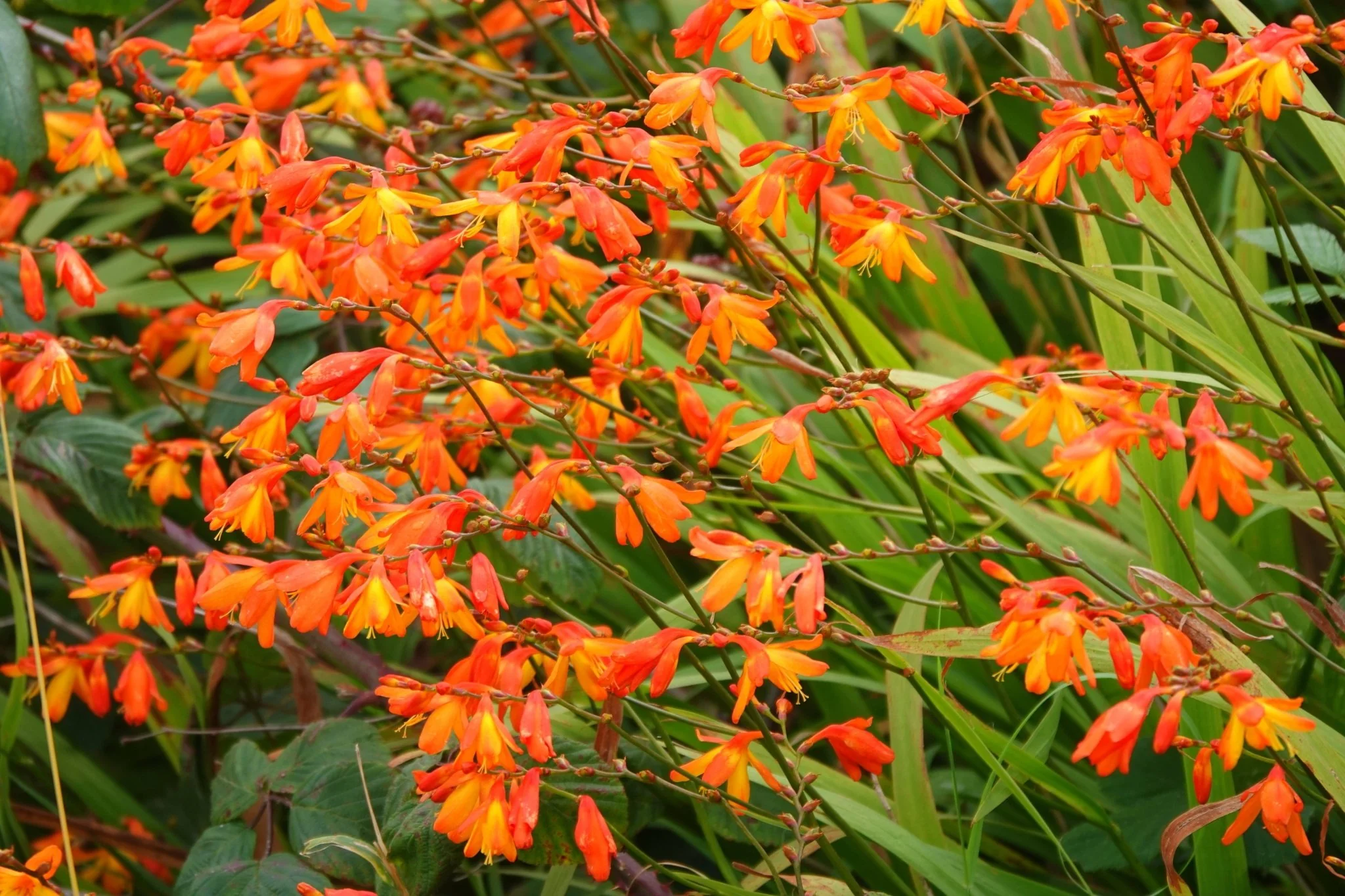 Orange Pekoe Crocosmia