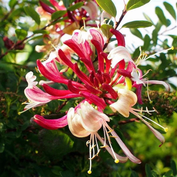 Peaches and Cream Honeysuckle Vine