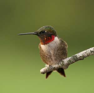 Male Ruby-throated Hummingbird Perching