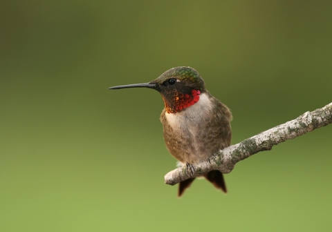 how to attract hummingbirds guaranteed to attract lots of how to attract hummingbirds guaranteed to attract lots of