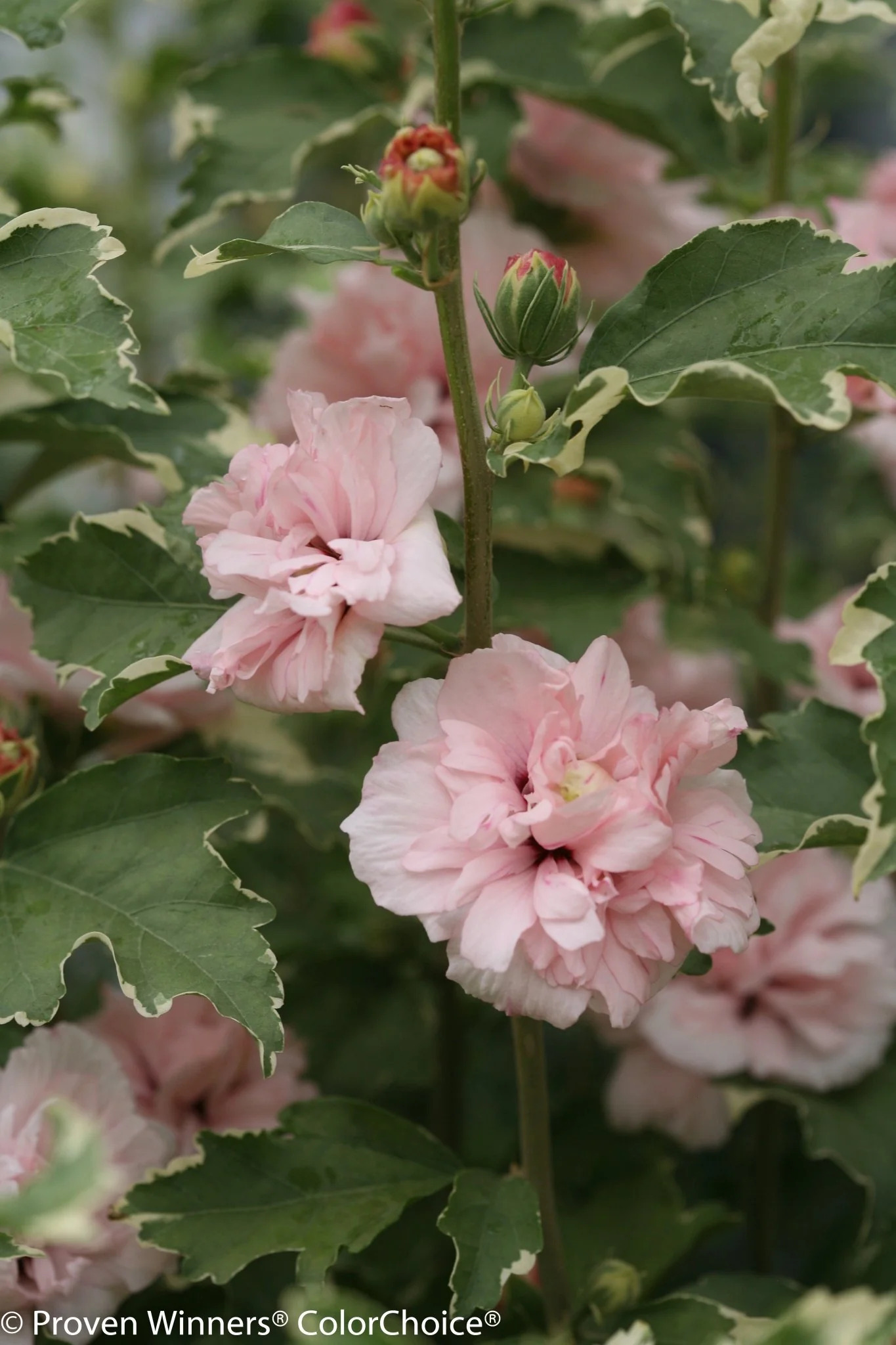 Sugar Tip® Rose of Sharon Tree