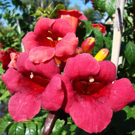 Red Trumpet Hummingbird Vine