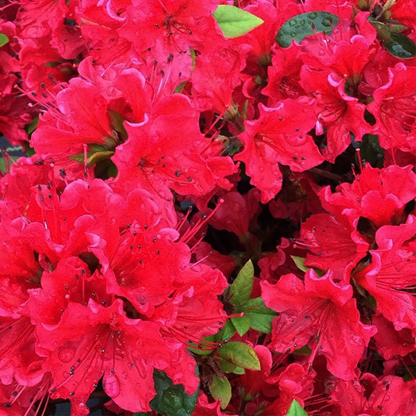 Red Azalea