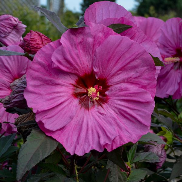 Berry Awesome Rose of Sharon