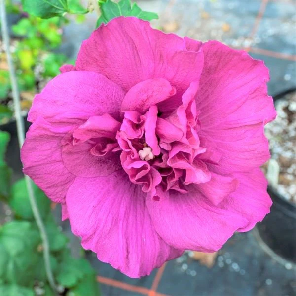 Magenta Chiffon® Rose of Sharon Shrub