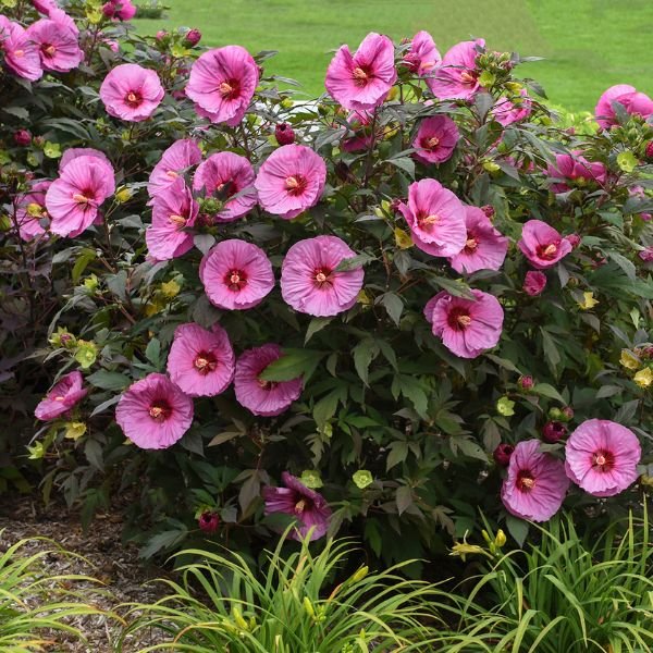 Berry Awesome Rose of Sharon