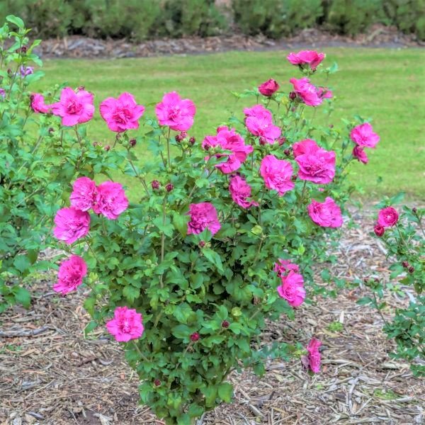 Magenta Chiffon® Rose of Sharon Shrub