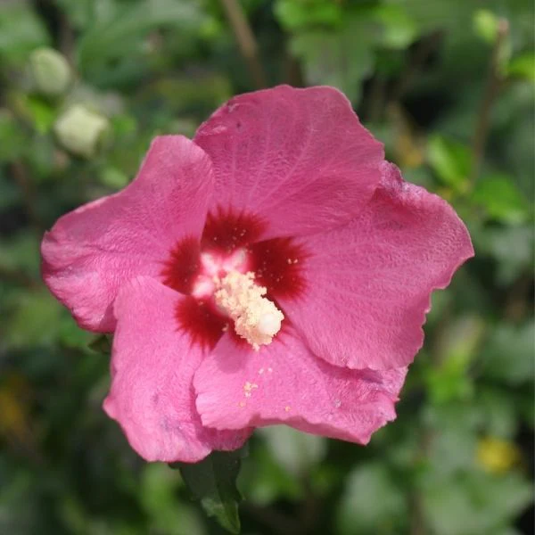 Red Rose of Sharon