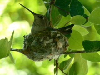 Spring Hummingbird Nest, LA