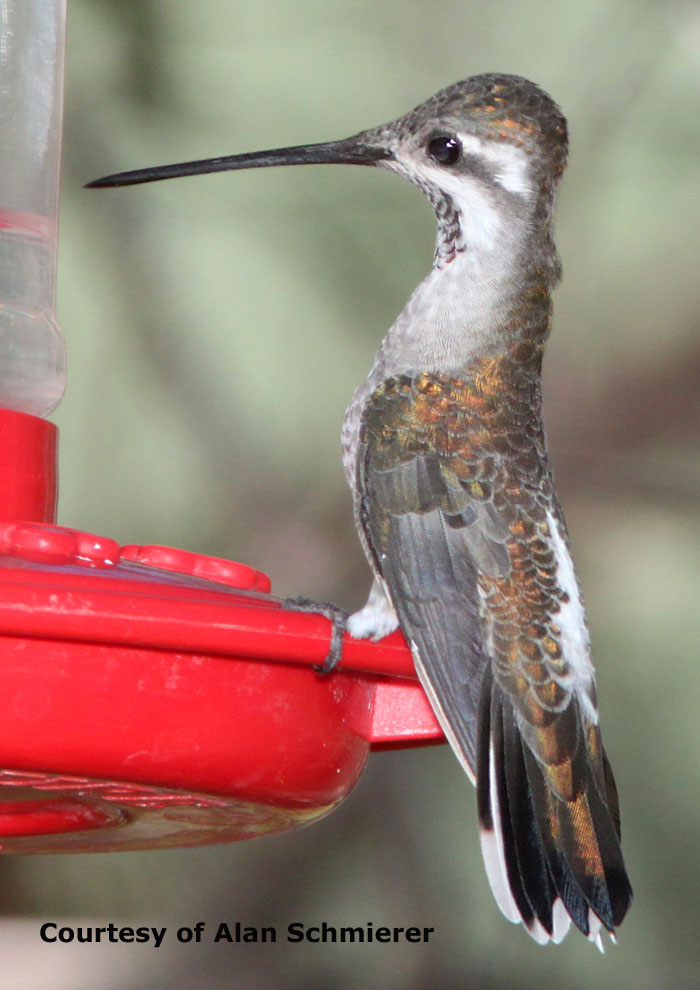 Plain-capped Starthroat Hummingbird