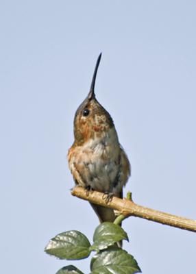 Hummer Stretching