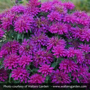 Sugar Buzz Grape Bee Balm