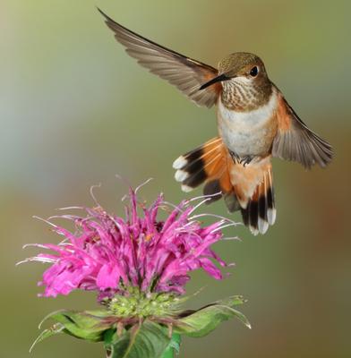 Female Rufous Hummingbird