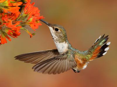 Female Rufous Hummingbird