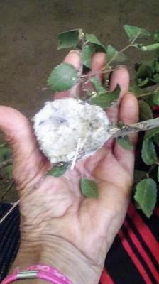 Gardener didn't see nest and chopped it down