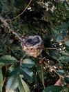 Two chicks in nest