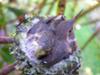 babes  at 20 days hatched before they leave nest 