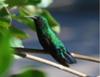 Hummingbird looking at me