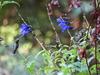 Ruby Red Throat drinking from salvia