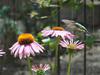 Hummingbird visiting coneflowers