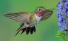 Male Broad-tailed Hummingbird
