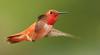 Male Rufous Hummingbird