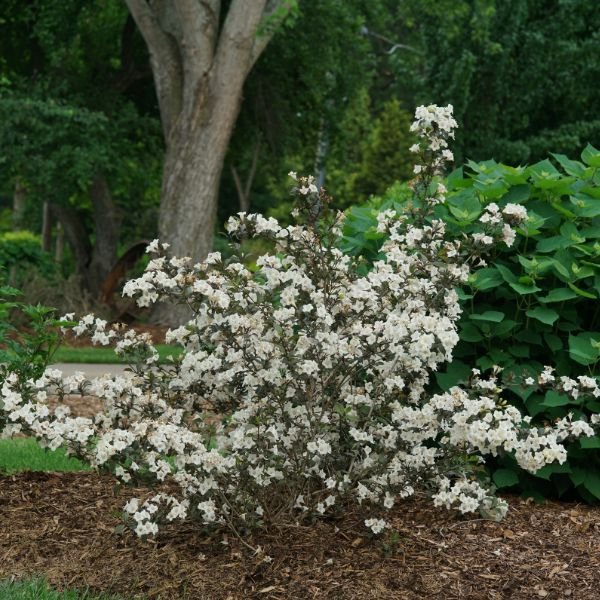 Wine & Spirits® Weigela
