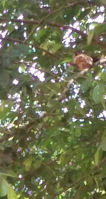 Hummingbird nest