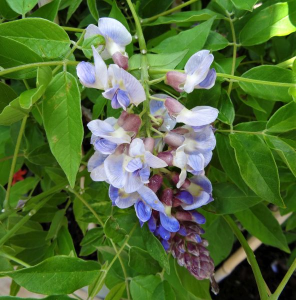 Blue Moon Wisteria Vine