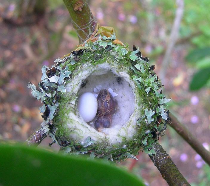 1 day hatched chick