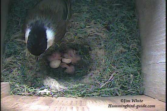 Chickadee with 4 chicks hatched.