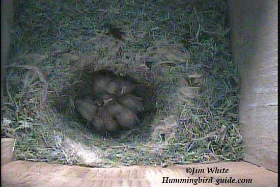 6 Chickadee chicks in bird box nest