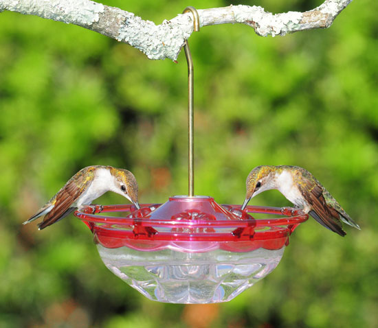 HummBlossom Rose Color Tray Hummingbird Feeder