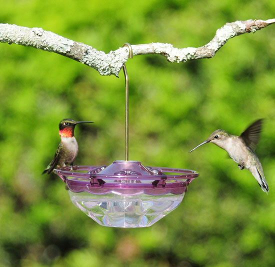 HummBlossom Plum Color Tray Hummingbird Feeder